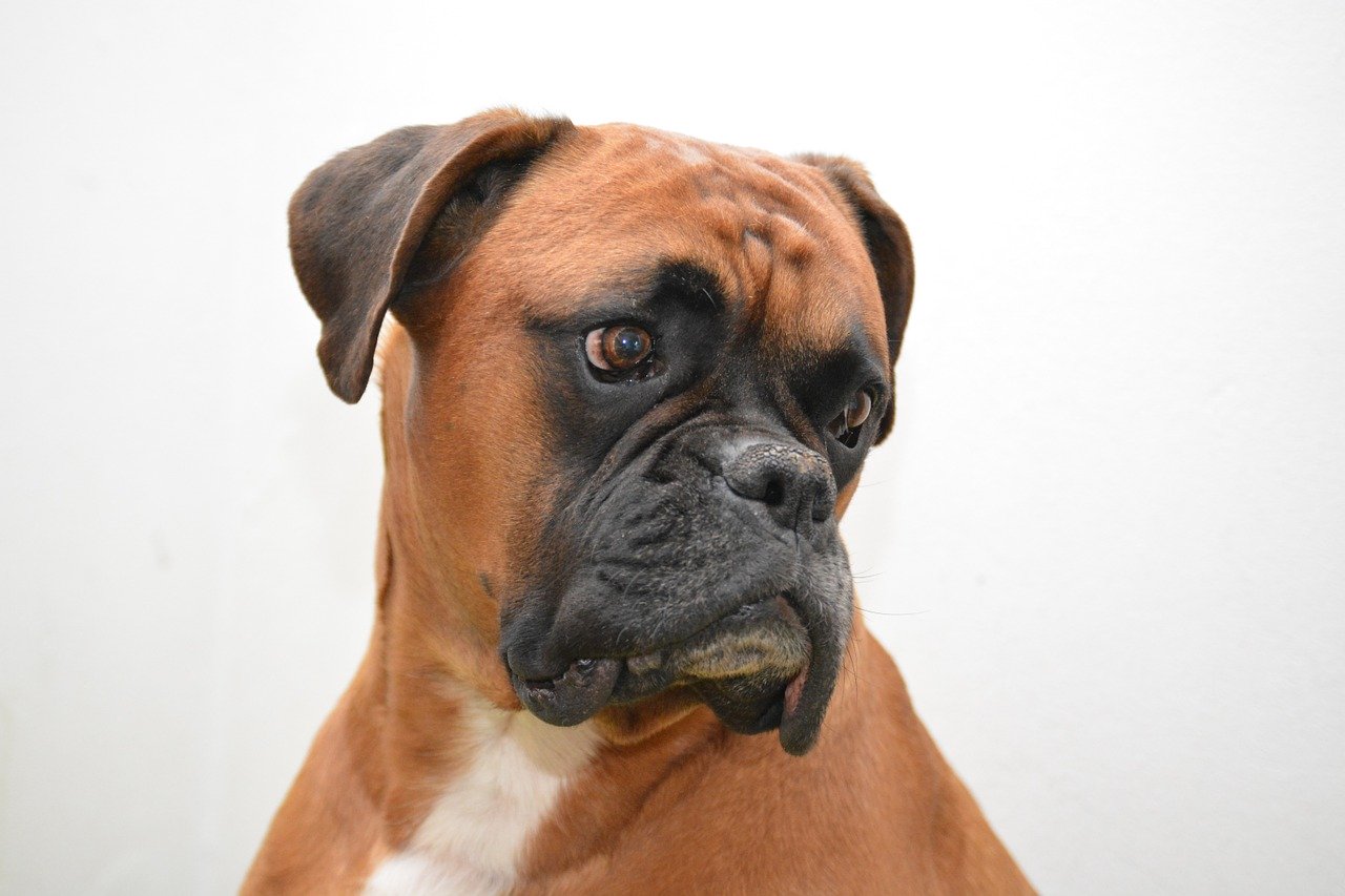 chiens