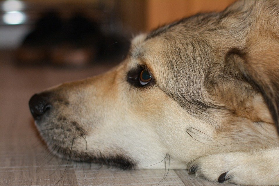 assurance pour animal de compagnie